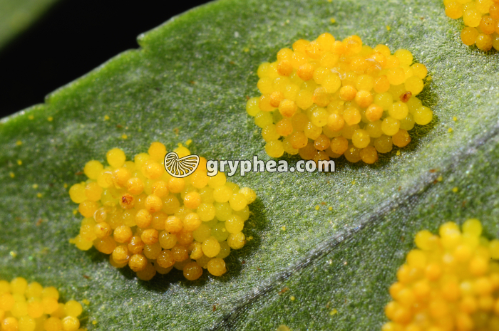 Sores sporanges et spores de Polypode x3 - gryphea.com